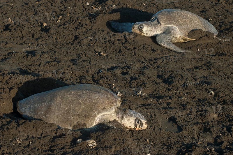 Olive Ridley Sea Turtles (Lepidochelys olivacea) during oviposition
