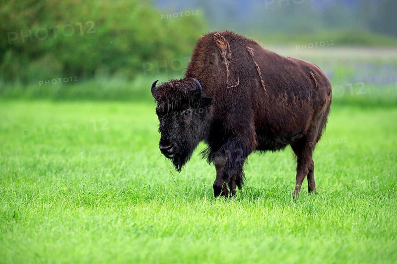 Wood bison (Bison bison athabascae) adult