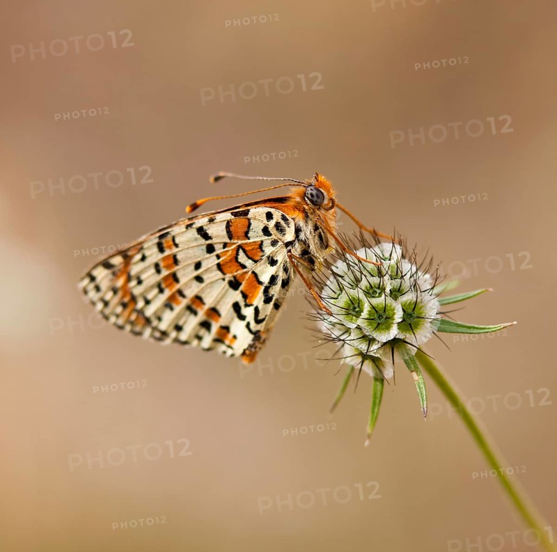 Lacewing Butterfly (Cethosia sp.) on a Pincushion Flower (Scabiosa)