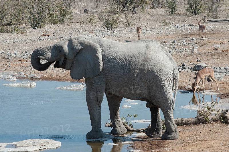 African Elephant (Loxodonta africana)