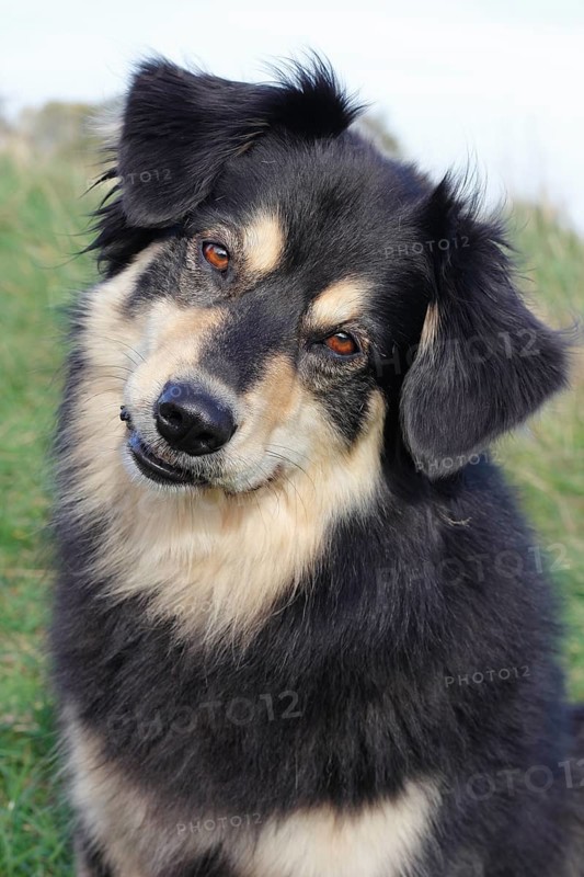 Australian Shepherd mixed-breed dog