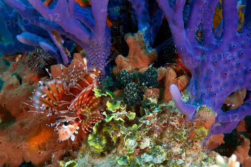 Zebra Turkeyfish or Zebra Lionfish (Dendrochirus zebra) hiding amidst the coral