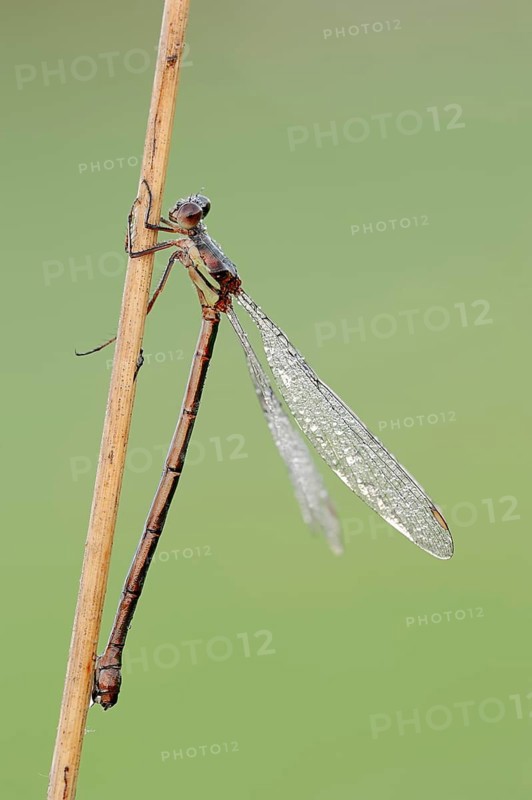 Willow Emerald Damselfly or Western Willow Spreadwing (Chalcolestes viridis