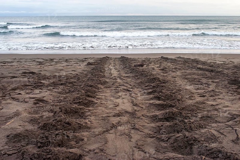Track of a sea turtle on the beach