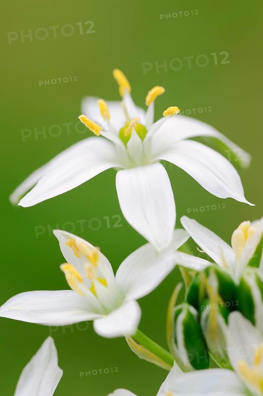 Star-of-Bethlehem (Ornithogalum umbellatum)
