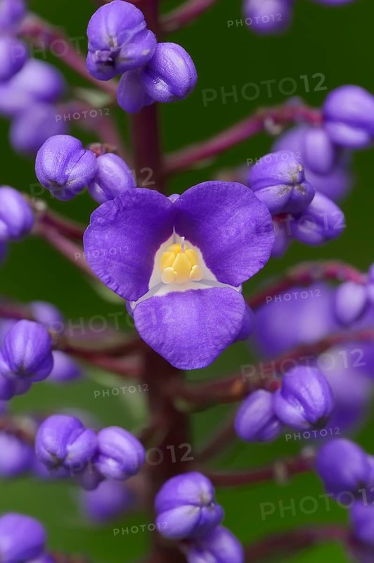 Flowering Bamboo or Blue Ginger (Dichorisandra thyrsiflora)