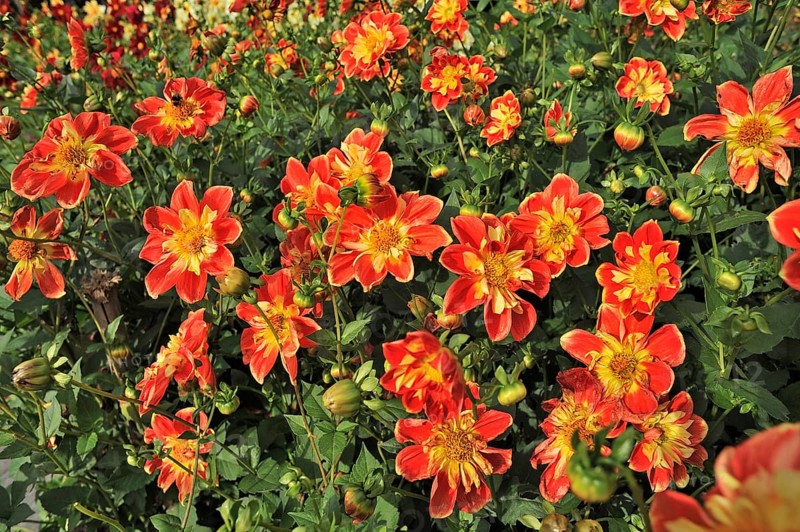 Collerette Dahlia 'Michael Rosch' (Dahlia)