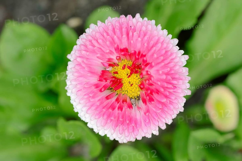Lawn daisy (Bellis perennis)