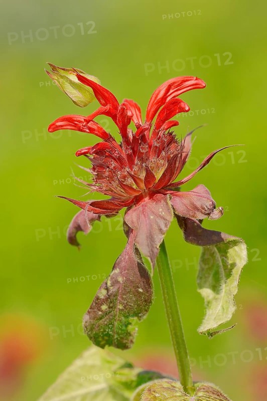 Crimson Beebalm (Monarda didyma hybrid)