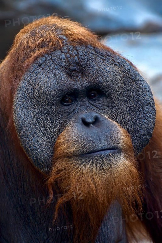 Sumatran Orangutan (Pongo abelii)