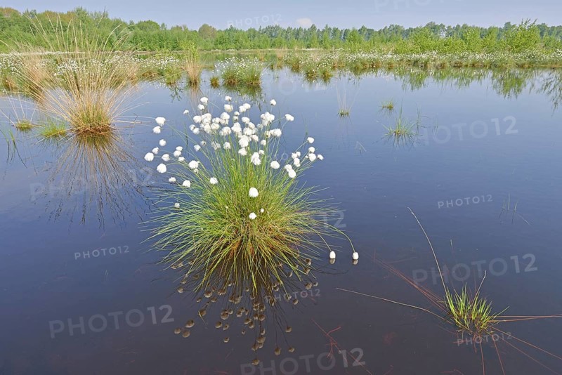 Tussock Cottongrass (Eriophorum vaginatum)