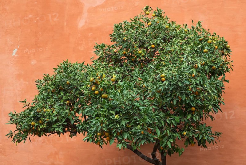 Bitter Orange or Seville Orange (Citrus x aurantium) in the Alcubilla garden in the Alcazar of Seville