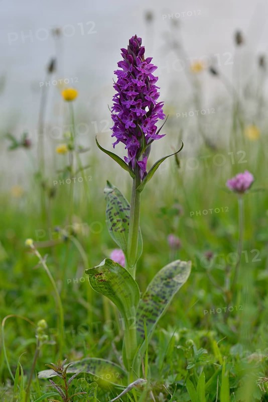Western Marsh Orchid (Dactylorhiza majalis)