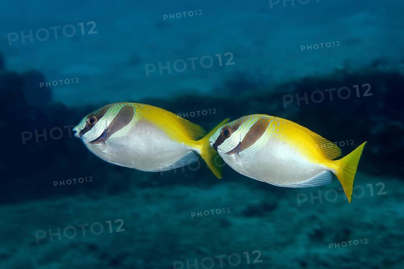 Two Barhead Spinefoots (Siganus virgatus)