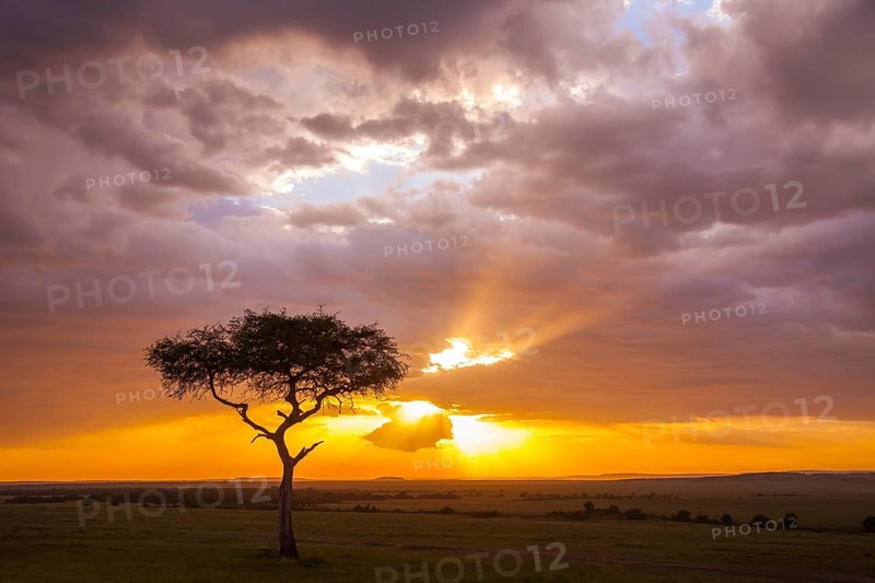 Silhouette of umbrella thorn acacia (Acacia tortilis) at sunset