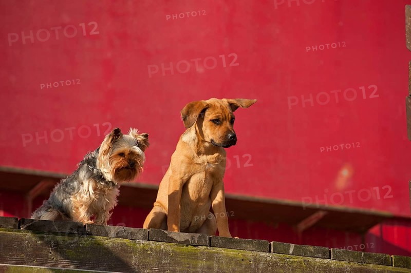 A Yorkshire Terrier and a mixed breed puppy sitting in front of a red wall