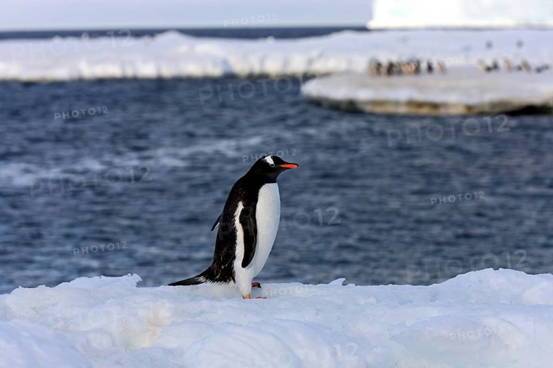Gentoo Penguin (Pygoscelis papua)