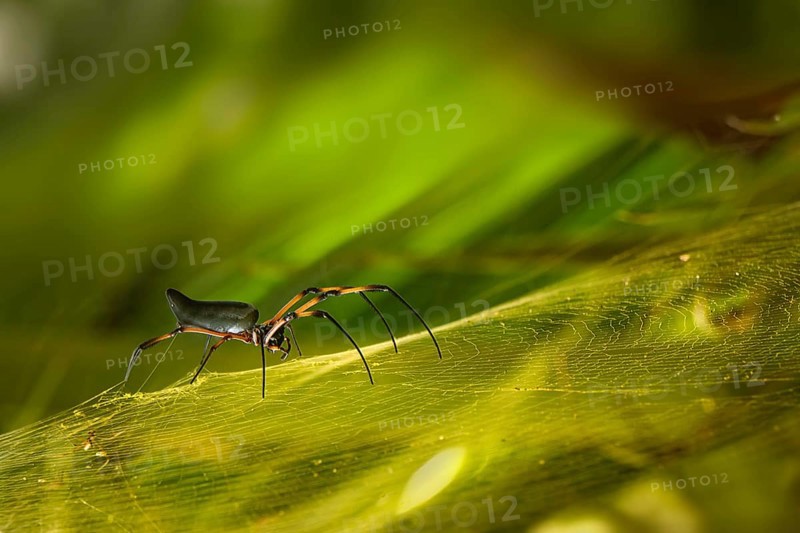 Red-legged Golden Orb-web Spider (Nephila inaurata)