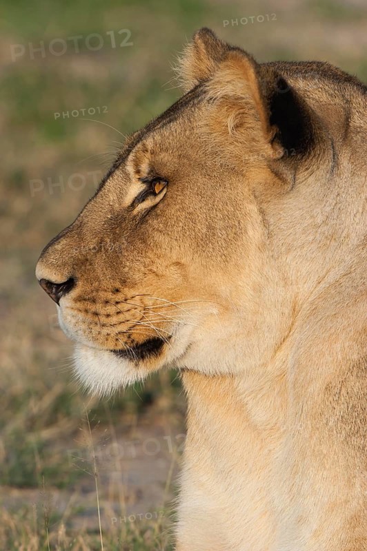 Lion (Panthera leo)