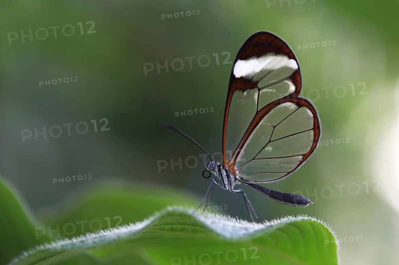 Glasswinged Butterfly (Greta oto) on a leaf