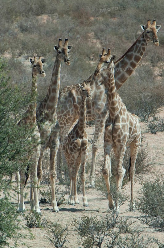 A herd of giraffes (Giraffa camelopardalis)