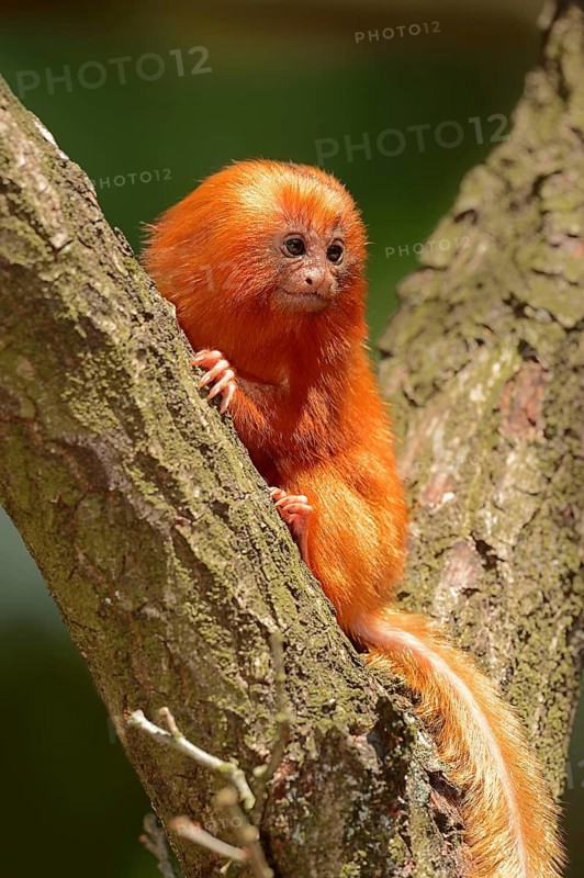 Golden Lion Tamarin (Leontopithecus rosalia)