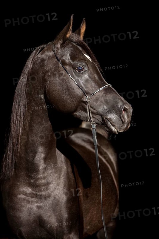 Arabian Thoroughbred Horse wearing a show halter