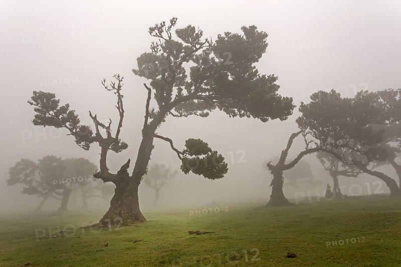 Old Bay Laurel Trees (Laurus nobilis) in the fog