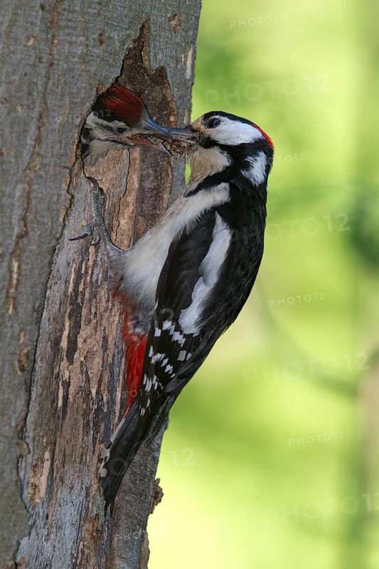 Great Spotted Woodpecker (Dendrocopos major)