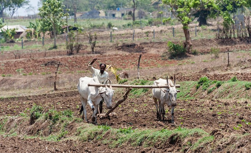 Indian farmer plowing field with yoke of oxen