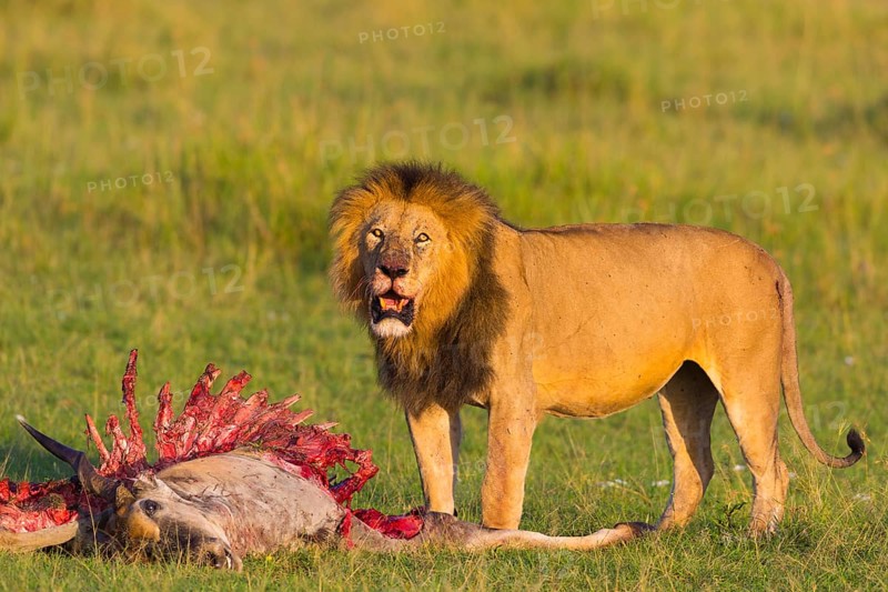 Lion (Panthera leo)