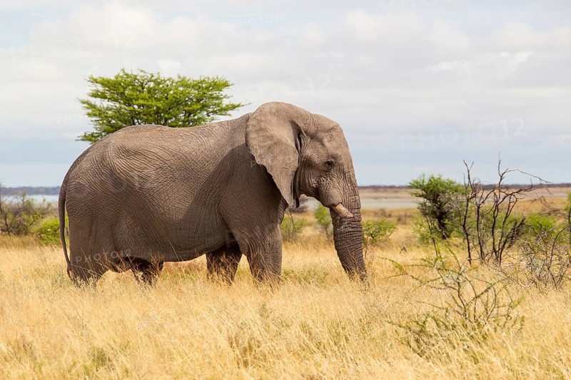 African Elephant (Loxodonta africana)
