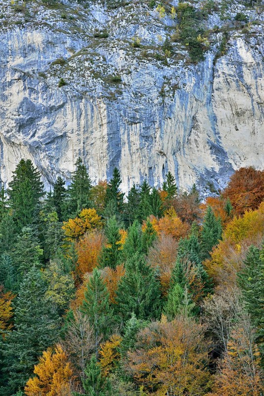 Colourful autumn forest in front of a rock face