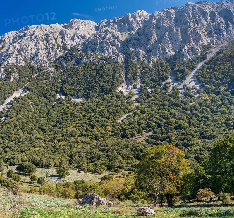 Mountain landscape with limestone rocks and an oak forest (Quercus)