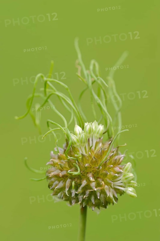 Wild Garlic