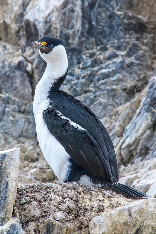 Blue-eyed Shag or Imperial Shag (Phalacrocorax atriceps) at its nesting site