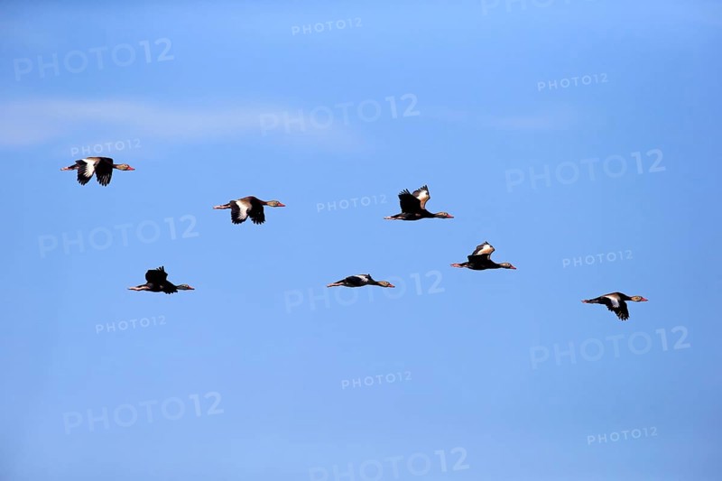 Black-bellied Whistling Ducks (Dendrocygna autumnalis)