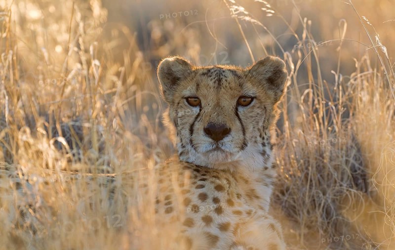 Cheetah (Acinonyx jubatus)