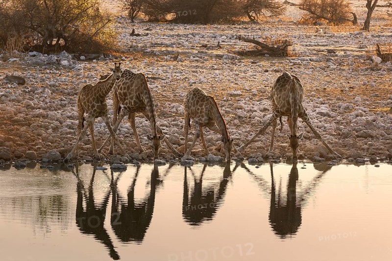 Four Giraffes (Giraffa camelopardalis)