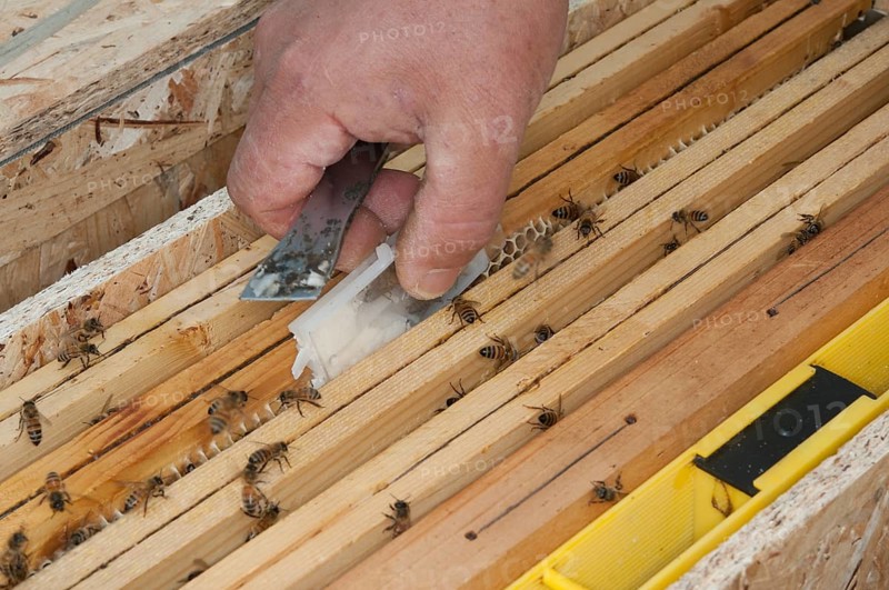 Beekeeping