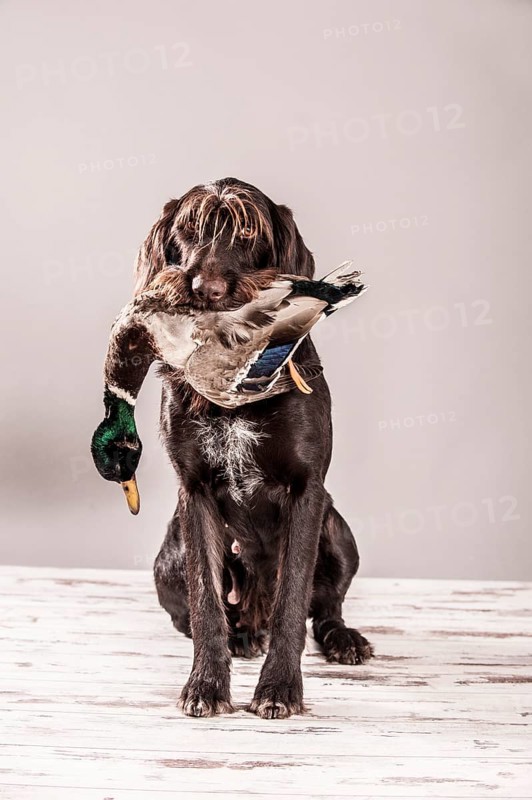 A German Wirehaired Pointer with a duck in its mouth