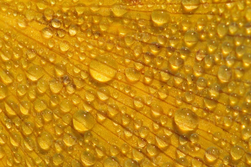 Illuminated dewdrops