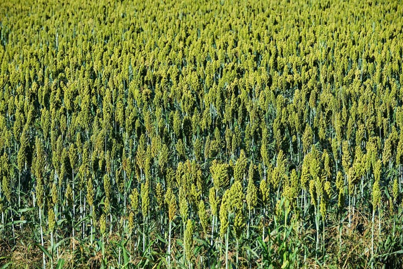 Indian barnyard millet (Echinochloa frumentacea) Region Aquitaine
