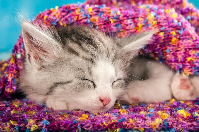 Siberian or Siberian Forest Cat