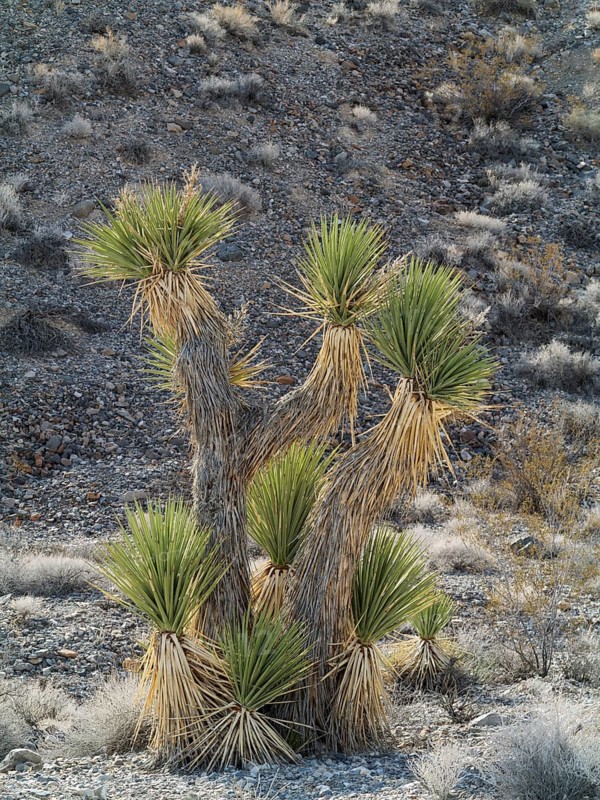 Joshua Tree (Yucca brevifolia)