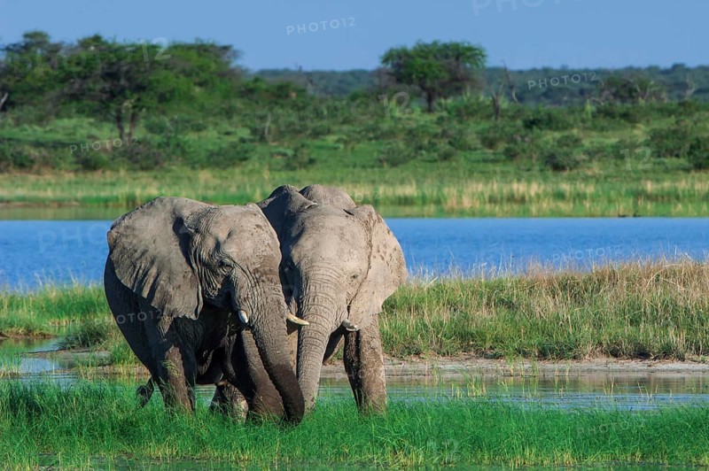African elephants (Loxodonta africana) playfighting at the Namutoni water hole