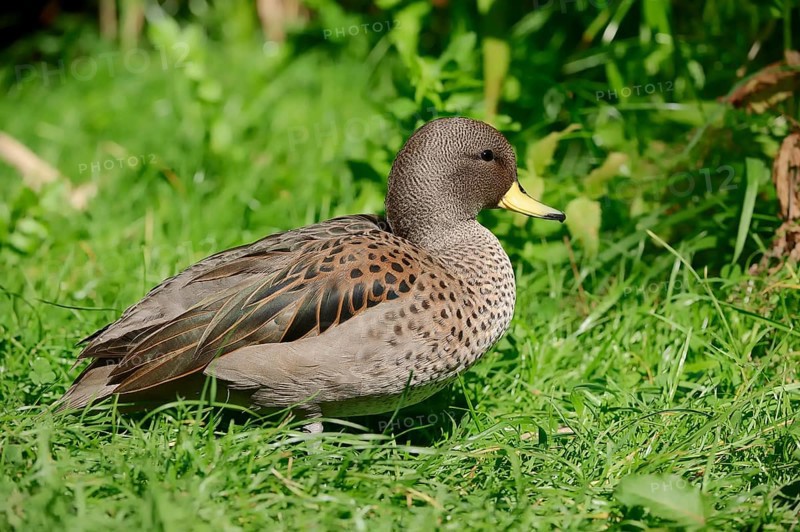 Chile-teal (Anas flavirostris)