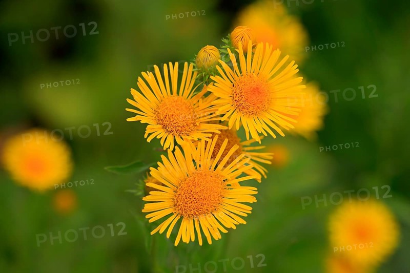 British Yellow-head or Yellowhead