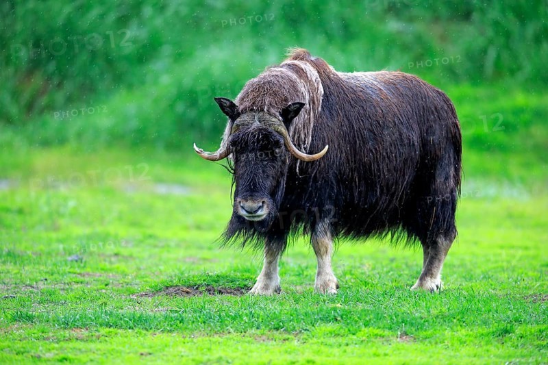 Musk Ox or Muskox (Ovibos moschatus)