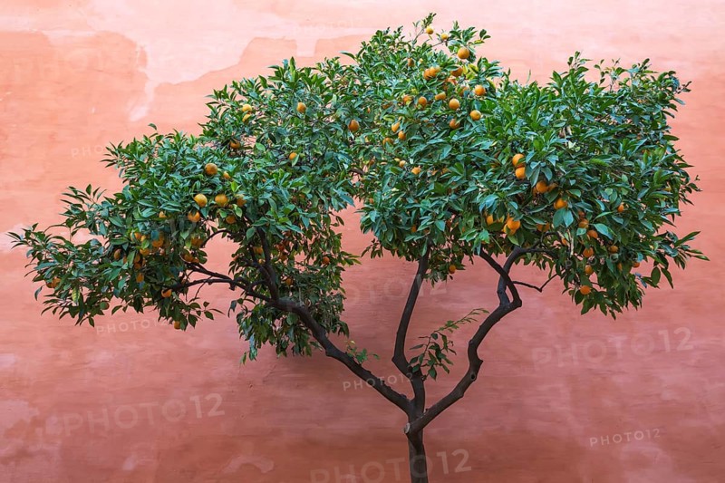 Bitter Orange or Seville Orange (Citrus x aurantium) in the Alcubilla garden in the Alcazar of Seville